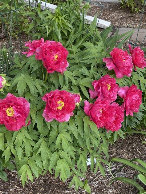Photo Of The Entire Plant Of Japanese Tree Peony Paeonia X