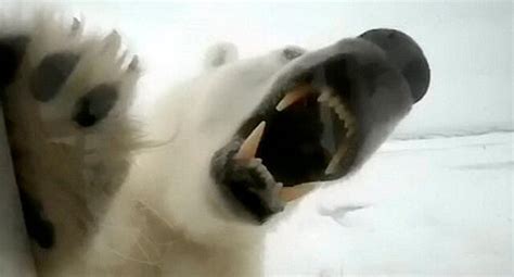 Video Muestra El Brutal Ataque De Un Oso Polar Video Aweita La