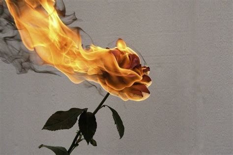 Aesthetic Visual On Twitter Rose On Fire Burning Flowers Burning Rose
