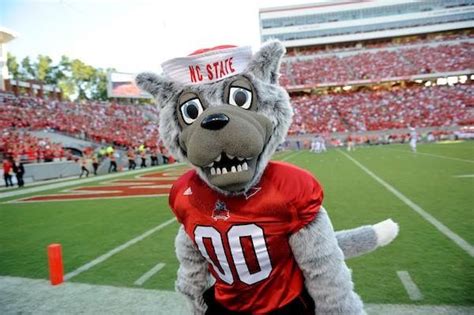 Pin By Maria Drake Stone On Nc State Mascots Nc State Wolfpack Nc