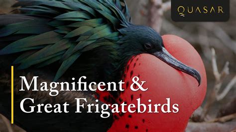 Magnificent And Great Frigatebirds Footage In The Galapagos From Quasar