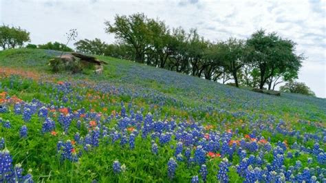 Texas Hill Country Wildlife Texas Hill Country Guide