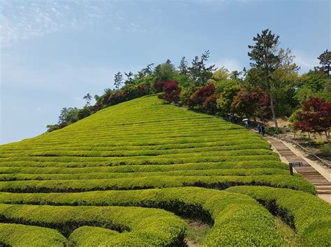 Boseong Green Tea Field Daehan Dawon Boseong Gun 2020 All You Need