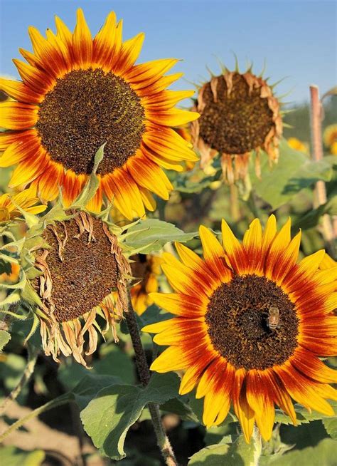Cool 29 Stunning Sunflower Garden Ideas 29