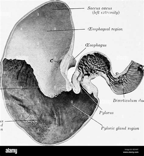 Horse Digestive System Stock Photos And Horse Digestive System Stock