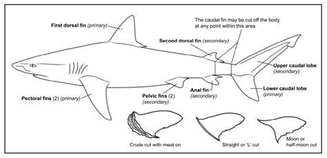 Diagram Fish Fin Diagram Mydiagramonline