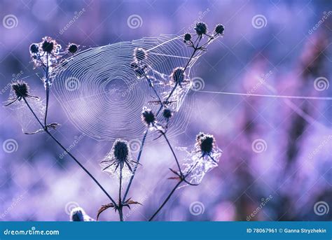 Meadow At Dawn Flowers And Cobwebs Stock Image Image Of Spider