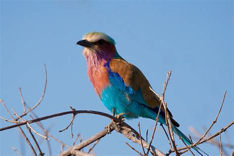 Post Your Our Most Colorful Bird Shot Birds In Photography On The