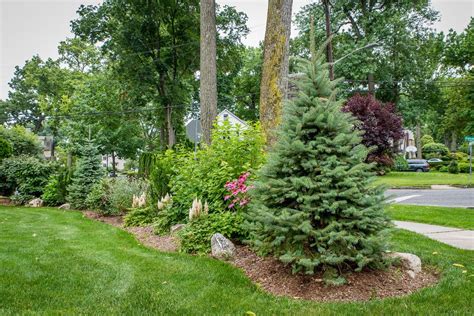 • tips and ideas on how to use plants to create privacy in your garden learn how to use privacy bushes around your property lines. Image result for evergreen tree line landscaping | Low ...