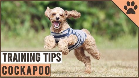 How To Train A Cockapoo Youtube