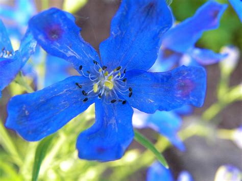 Free Photo Blue Flower Bloom Blossom Blue Free Download Jooinn