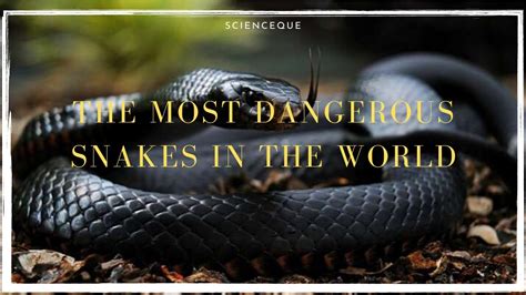 Top 10 Most Venomous Snakes In The World Top 10 Most