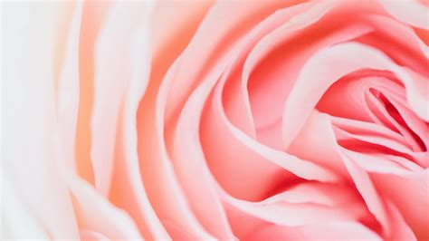 Rose Pink Flower Petals Closeup 4k Hd Wallpaper