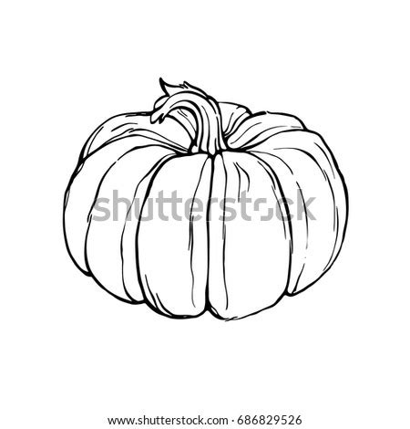 Download pumpkin line drawing and use any clip art,coloring,png graphics in your website, document or presentation. Vector Hand Drawn Linear Pumpkin Illustration Stock Vector ...