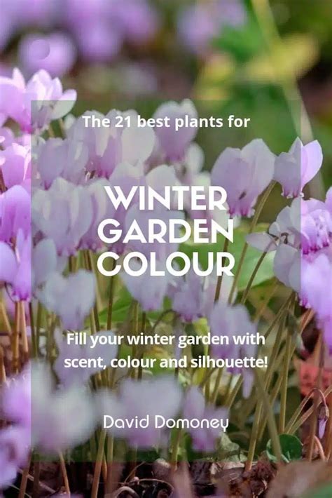 The Best Plants For Winter Garden Colour David Domoney