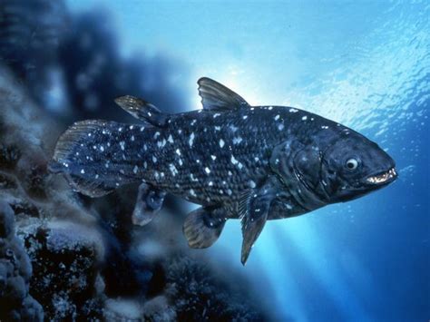 Coelacanth Animals Pinterest