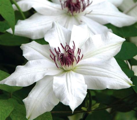 Vancouver Fragrant Star Clematis Plants4home