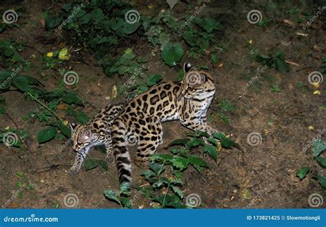 Margay Leopardus Wiedi Stock Image Image Of Wildlife 173821425