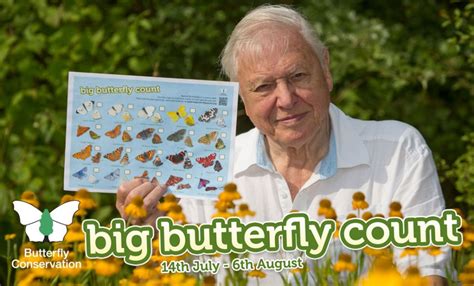 Big Butterfly Count 2017 Dorset Butterflies