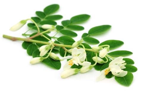 Moringa Flowers