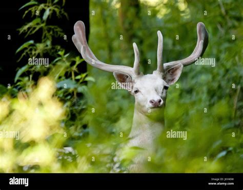 White Fallow Deer In Velvet Stock Photo Alamy