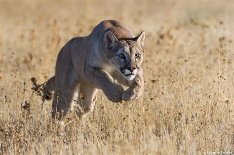 The puma is a large, secretive cat predominantly found in the mountains from southern canada to the tip of south america. La Rueda Medicinal: Astrología de la Tierra, Sun Bear y ...