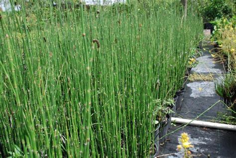 Horsetail reed, puzzle grass, 1 potted plant, privacy screen, live plants, landscaping, ornamental grass, evergreen. Horsetail reed grass will be acting as my 'privacy' fence ...