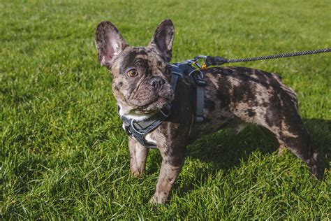 Parker is an adoptable english bulldog searching for a forever family near seattle, wa. RUFFined Spotlight: Mateo the French Bulldog | Seattle Refined