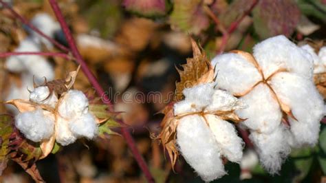 Cotton Plant Ready To Harvest Cotton Plants With Blue Sky Background