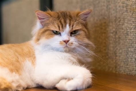 Angry Cat 14 Signs Your Cat Is Mad At You — Fighting Cats