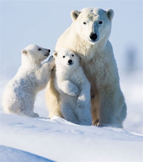 101 Best Polar Bears Images On Pinterest