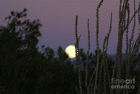 Arizona Moon Photograph By Joanna Thompson Fine Art America