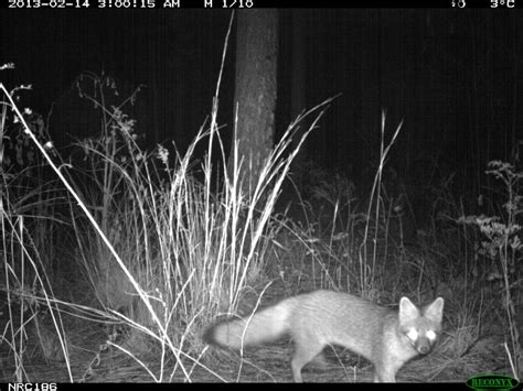 Gray Fox Behavior