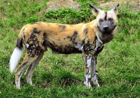 African Wild Dog Facts Attractive And Endangered Animals Owlcation