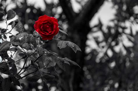 3058942 Black Background Bloom Blossom Flower Red White Rose 4k