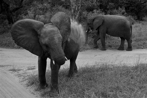 Elefantes Na Africa Blog Terramundi