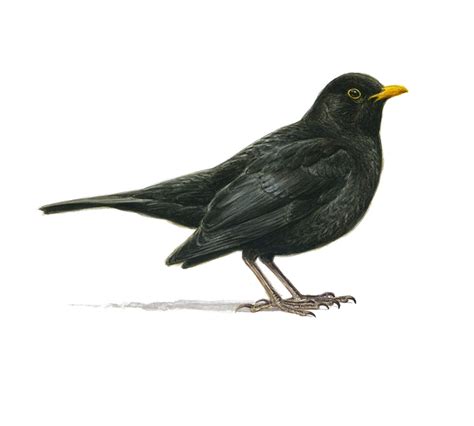 Blackbird Birdlife Cyprus