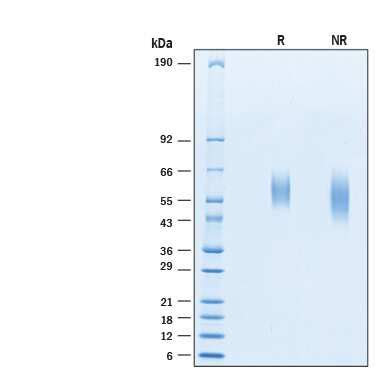 Human Nectin 3 Antibody AF3064 R D Systems