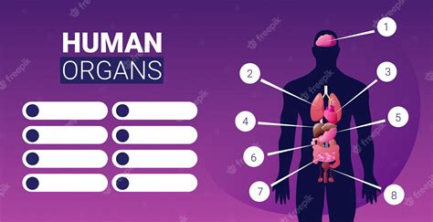 Premium Vector Human Body Structure Infographic Poster With Male