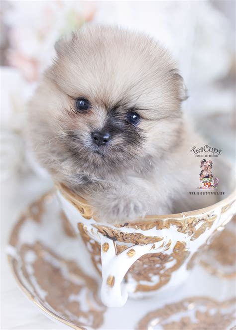 Pomeranian Puppy 291 Teacup Puppies And Boutique