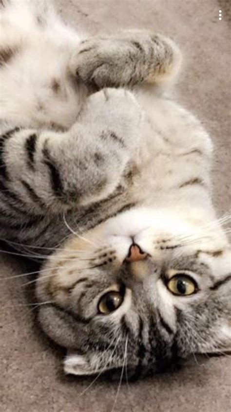 Adopt Brodie On Petfinder Scottish Fold Cat Scottish Fold Animal Rescue