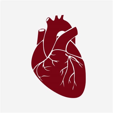 Human Heart Vector Illustrations Royalty Free Vector