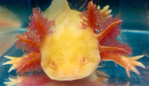 Pin On Awesome Axolotils