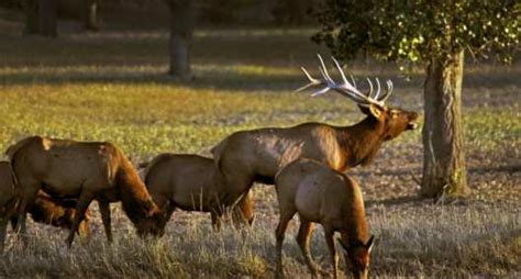 The Archery World Record Elk Is Now On Display For All To See Wide