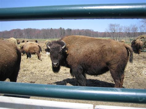 Pioneering The Valley Long Hollow Bison Farm