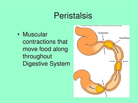 Ppt Digestive System Parts And Function Powerpoint Presentation Free