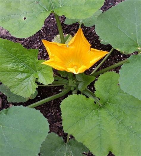 Io sono la mia vita interiore il plasma rubino della mia figura, oh colomba che canti sulla mia fronte azzurra fa' che questa cupola ancora non sia lesa, è solo aria che sta sopra il mondo così aperta e così contesa. Le zucchine: semina, coltivazione, raccolta