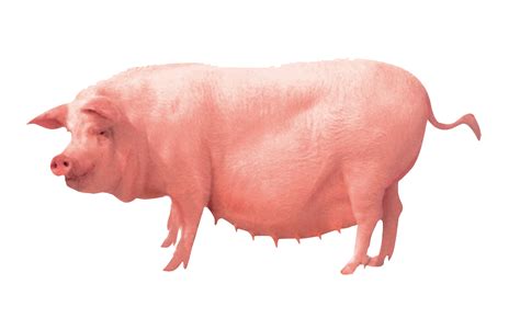 Free Download Domestic Pig Pig Transparent Background