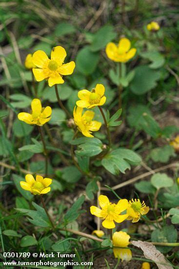 You can contact us at levy's lawns and landscaping for. Ranunculus glaberrimus | sagebrush buttercup | Wildflowers ...
