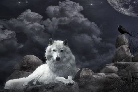 Choose download locations for wolf wallpapers 4k v5.0.57. Wolf wallpaper HD ·① Download free amazing full HD ...